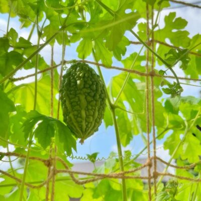 夏季休業のお知らせ